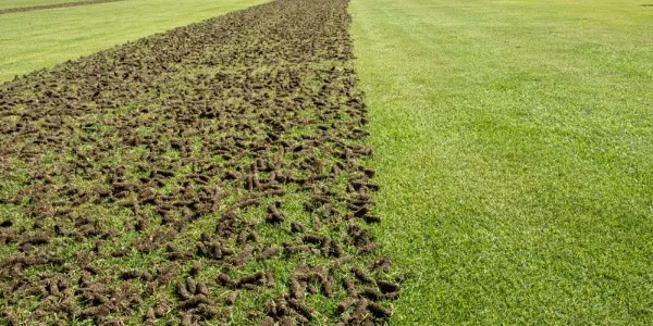 Deep Tine Aeration